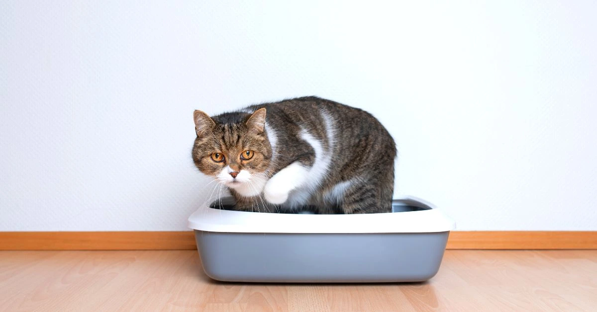 Common Mistake Self Cleaning Cat Litter Box
